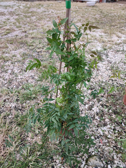 Jasminium officinalis - ValmaflorJasminium officinalisValmaflorValmaflorJasminium officinalis - Valmaflor17 cm