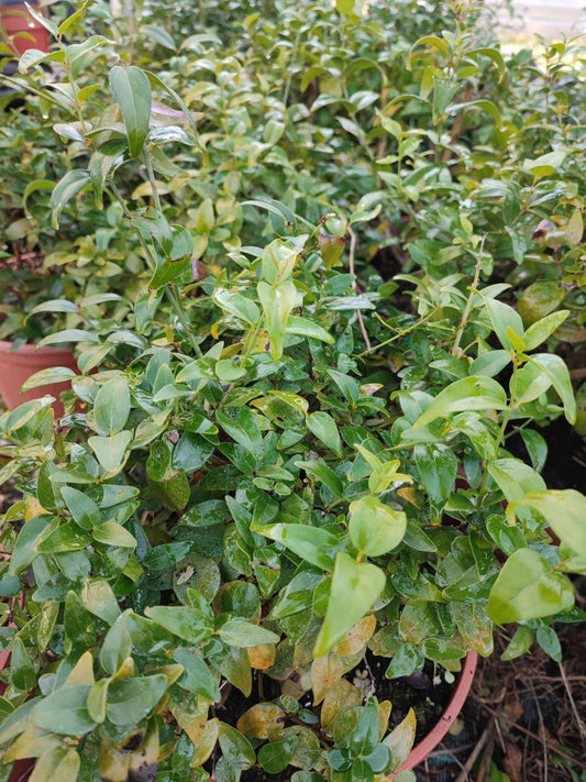 Jasminum multipartitum - ValmaflorValmaflorValmaflorJasminum multipartitum - Valmaflor