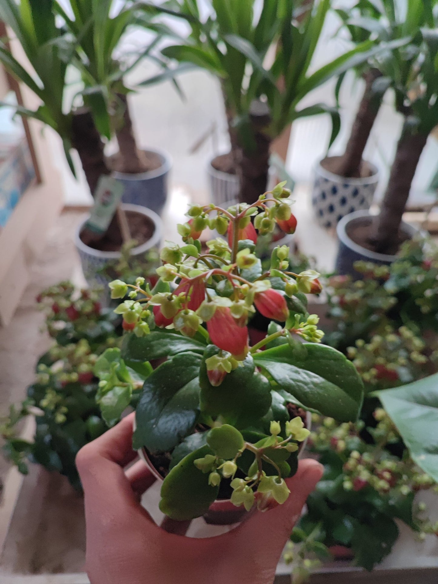 Kalanchoe Dreams bells - Valmaflor#ValmaflorValmaflorKalanchoe Dreams bells