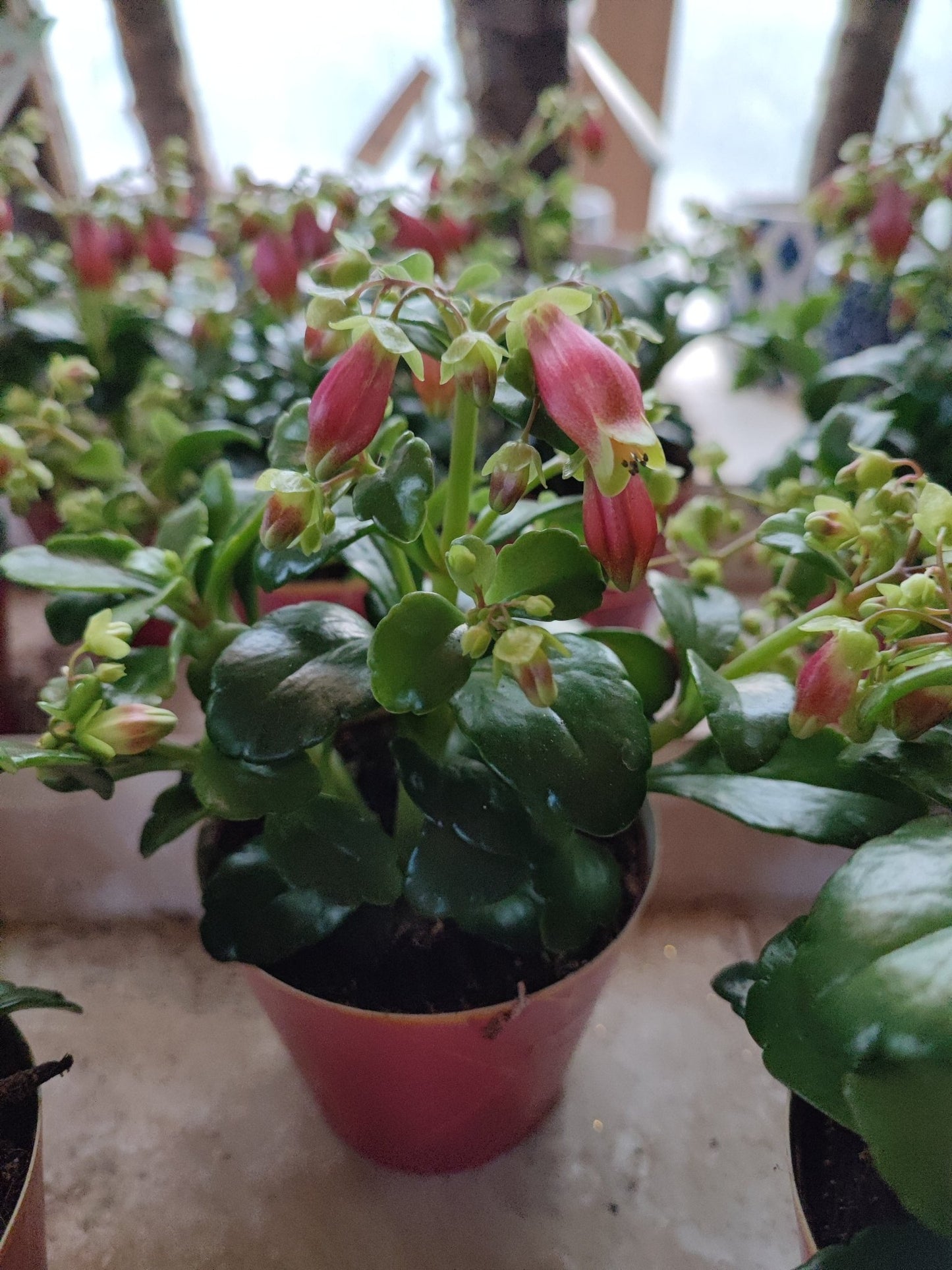 Kalanchoe Dreams bells - Valmaflor#ValmaflorValmaflorKalanchoe Dreams bells