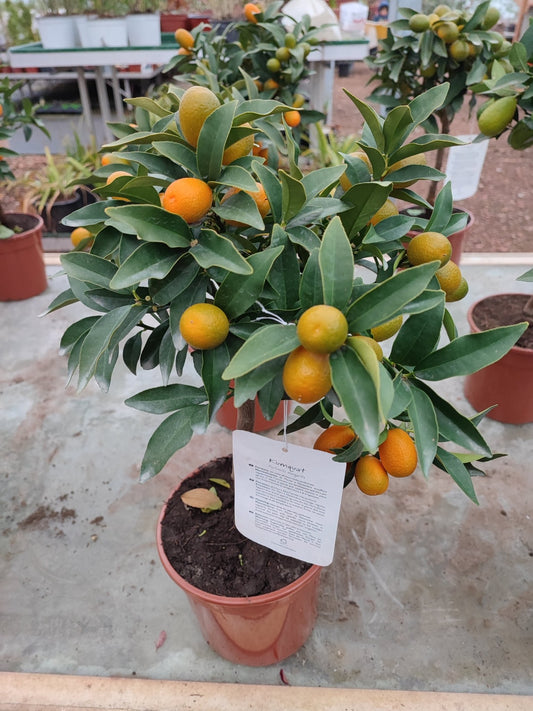 Kumquat - Valmaflor#ValmaflorValmaflorKumquatVaso 16 cm h 50