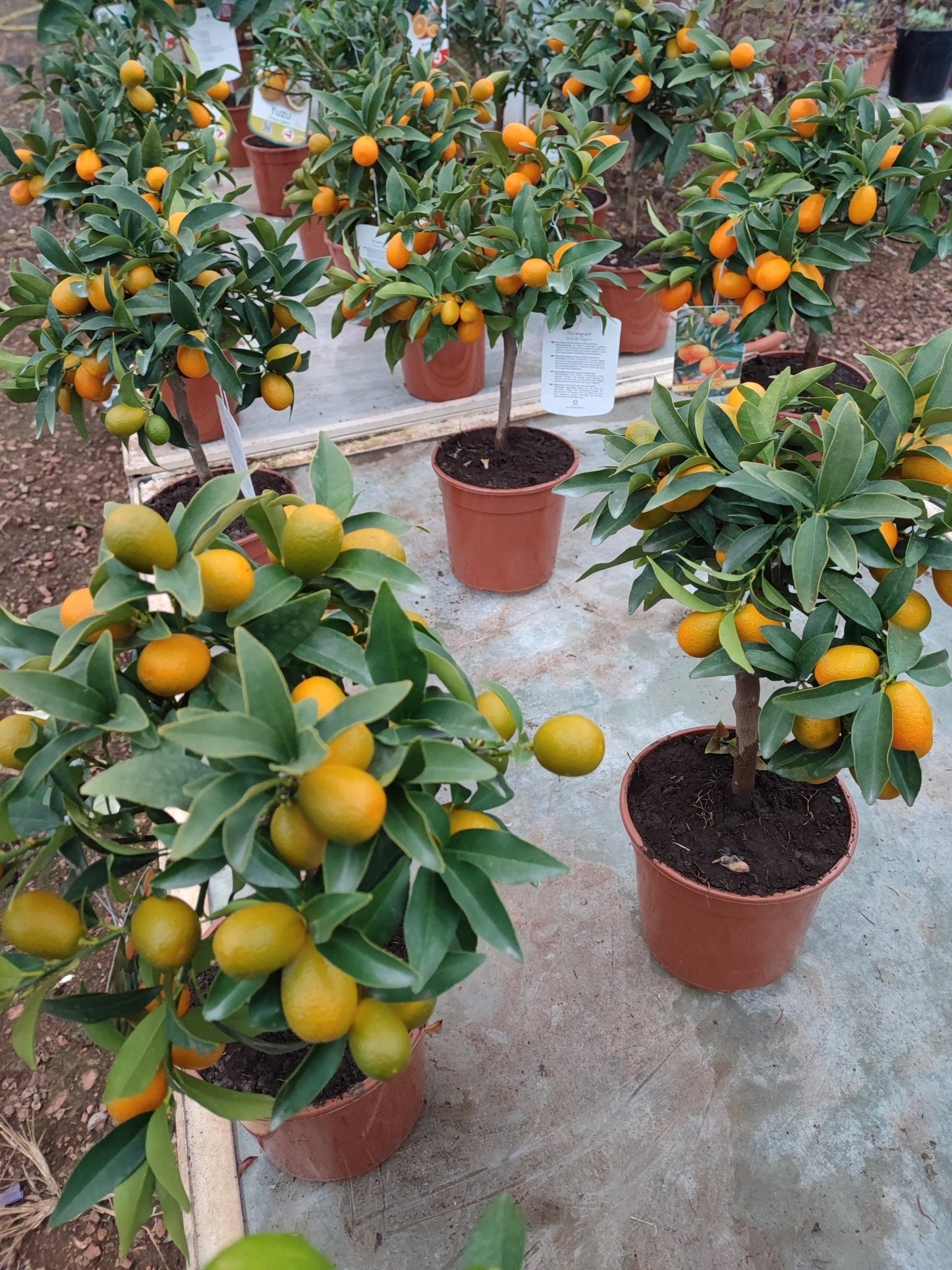 Kumquat - Valmaflor#ValmaflorValmaflorKumquatVaso 18 cm h 70