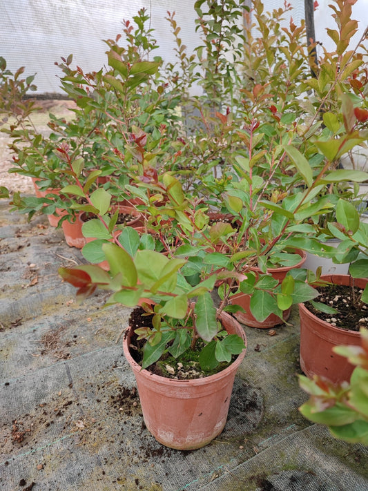 Lagerstoemia indica - ValmaflorValmaflorValmaflorLagerstoemia indica