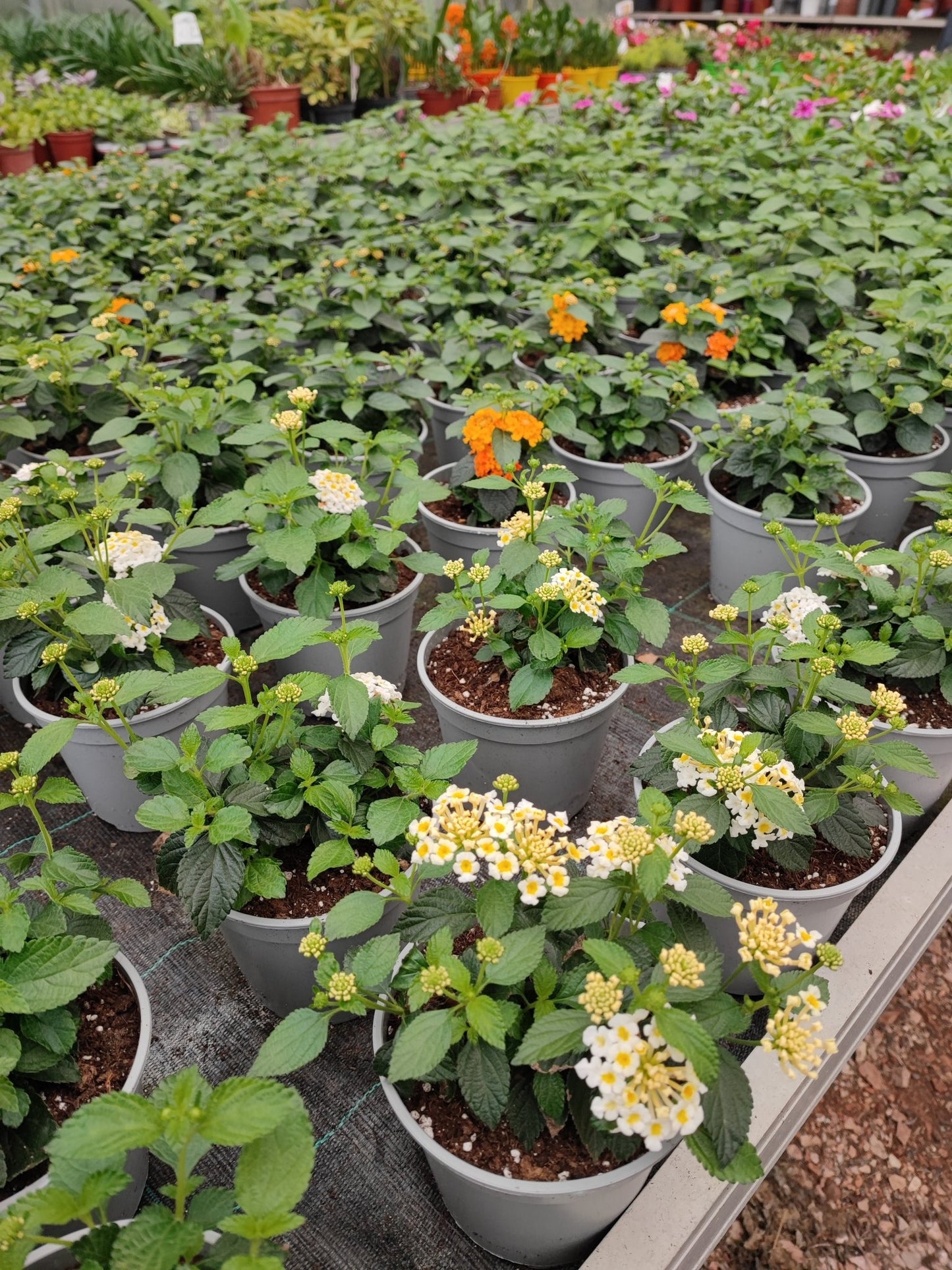 Lantana - ValmaflorValmaflorValmaflorLantana463434343453Lantana camara cherry14