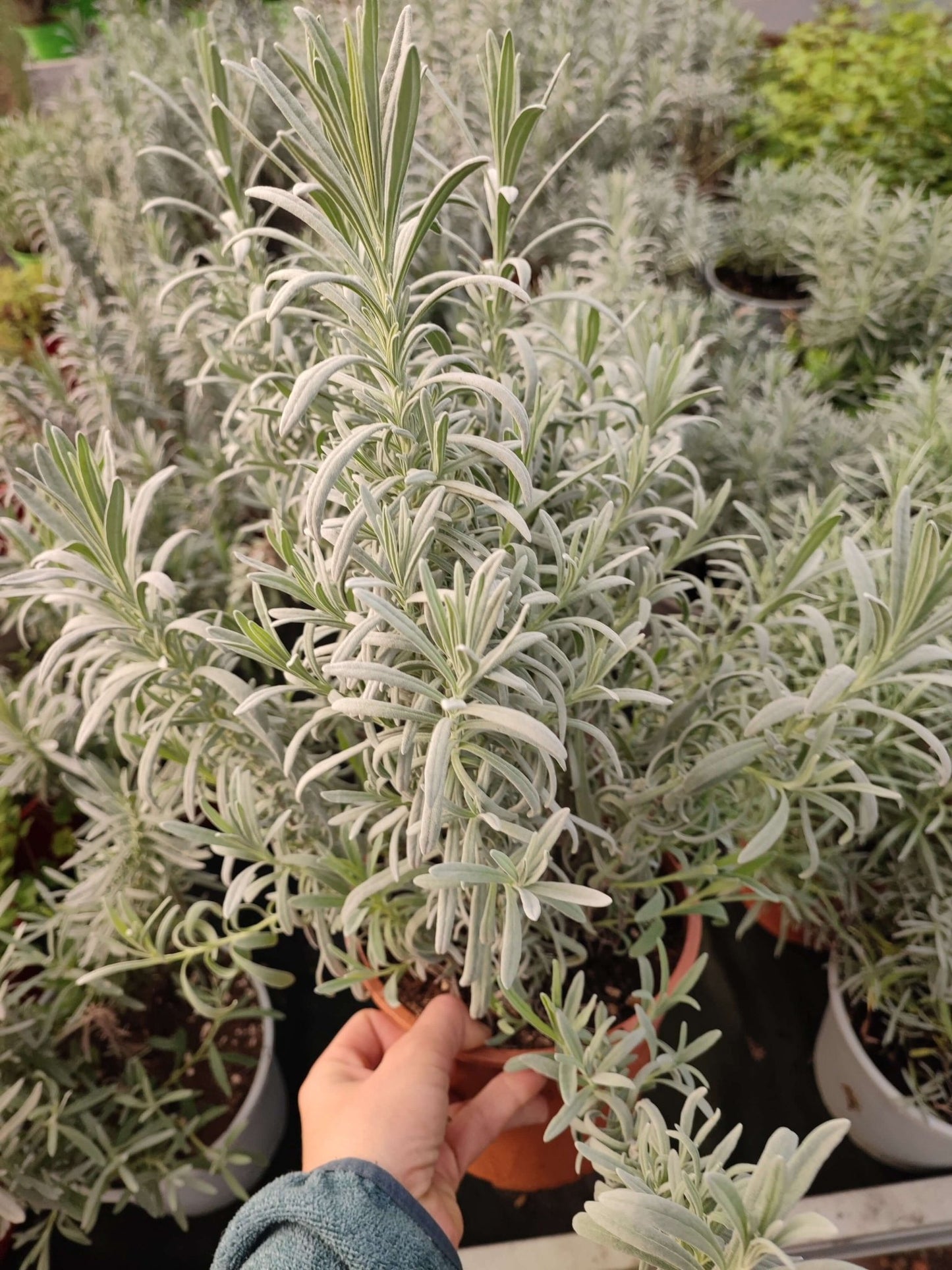 Lavanda - ValmaflorValmaflorValmaflorLavanda - Valmaflor17 cm