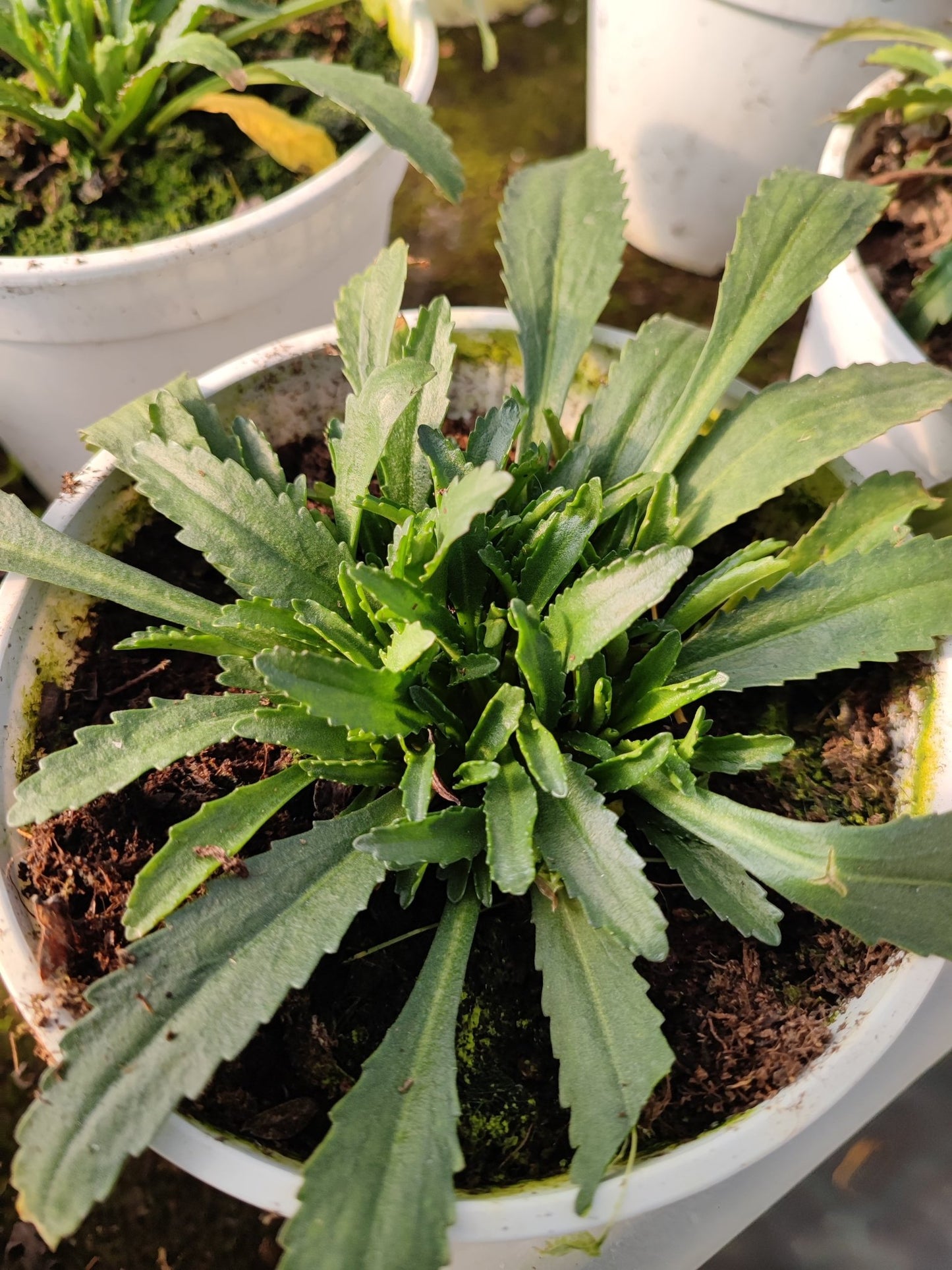 Leucanthemum - Valmaflor#ValmaflorValmaflorLeucanthemum