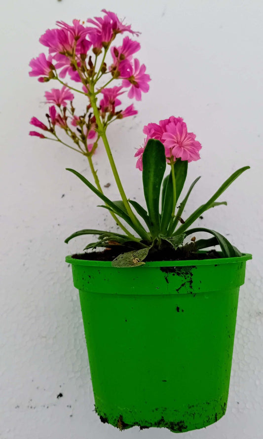 Lewisia - ValmaflorValmaflorValmaflorLewisia - Valmaflor