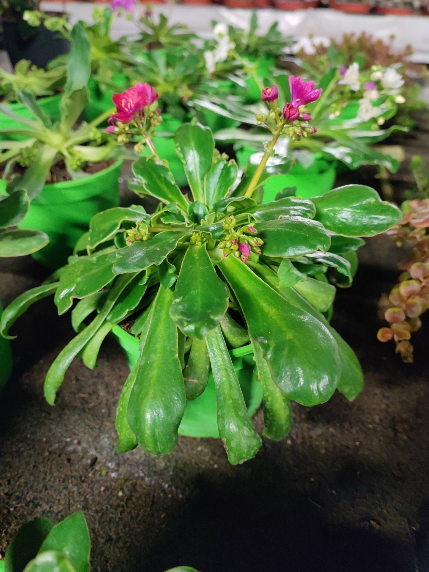 Lewisia - ValmaflorValmaflorValmaflorLewisia - Valmaflor