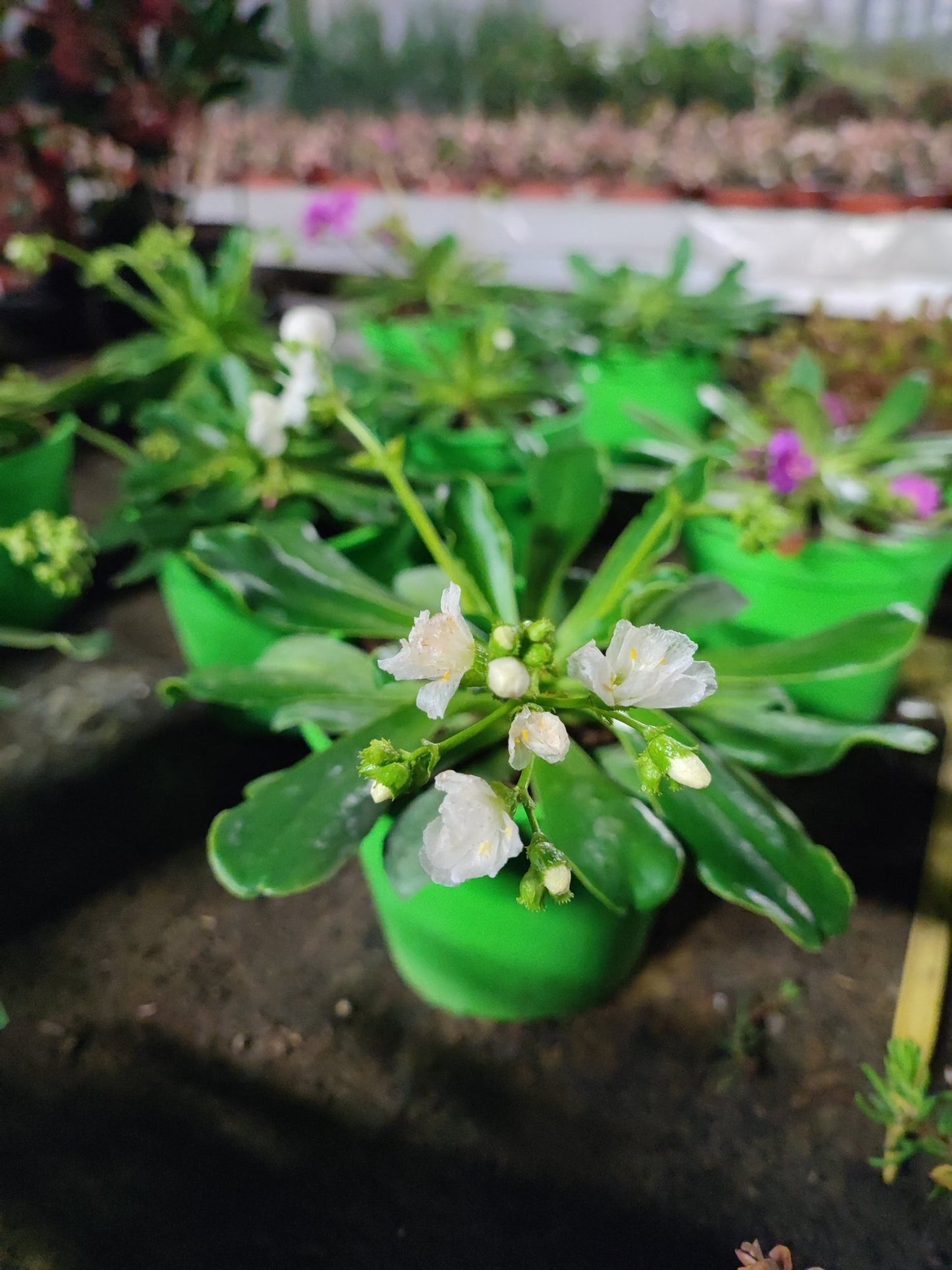 Lewisia - ValmaflorValmaflorValmaflorLewisia - Valmaflor