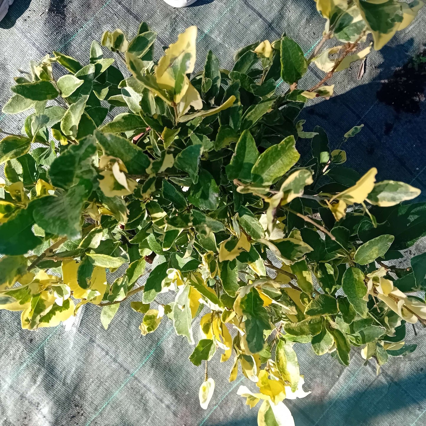 Ligustro texano variegato - ValmaflorValmaflorValmaflorEuonymus texano - Valmaflor