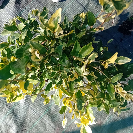 Ligustro texano variegato - ValmaflorValmaflorValmaflorEuonymus texano - Valmaflor