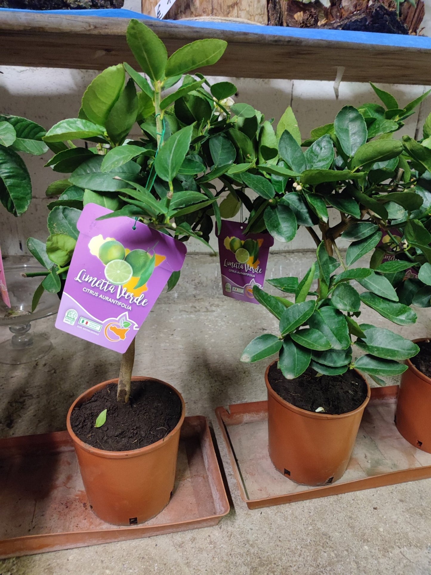 Lime - Valmaflor#ValmaflorValmaflorLime