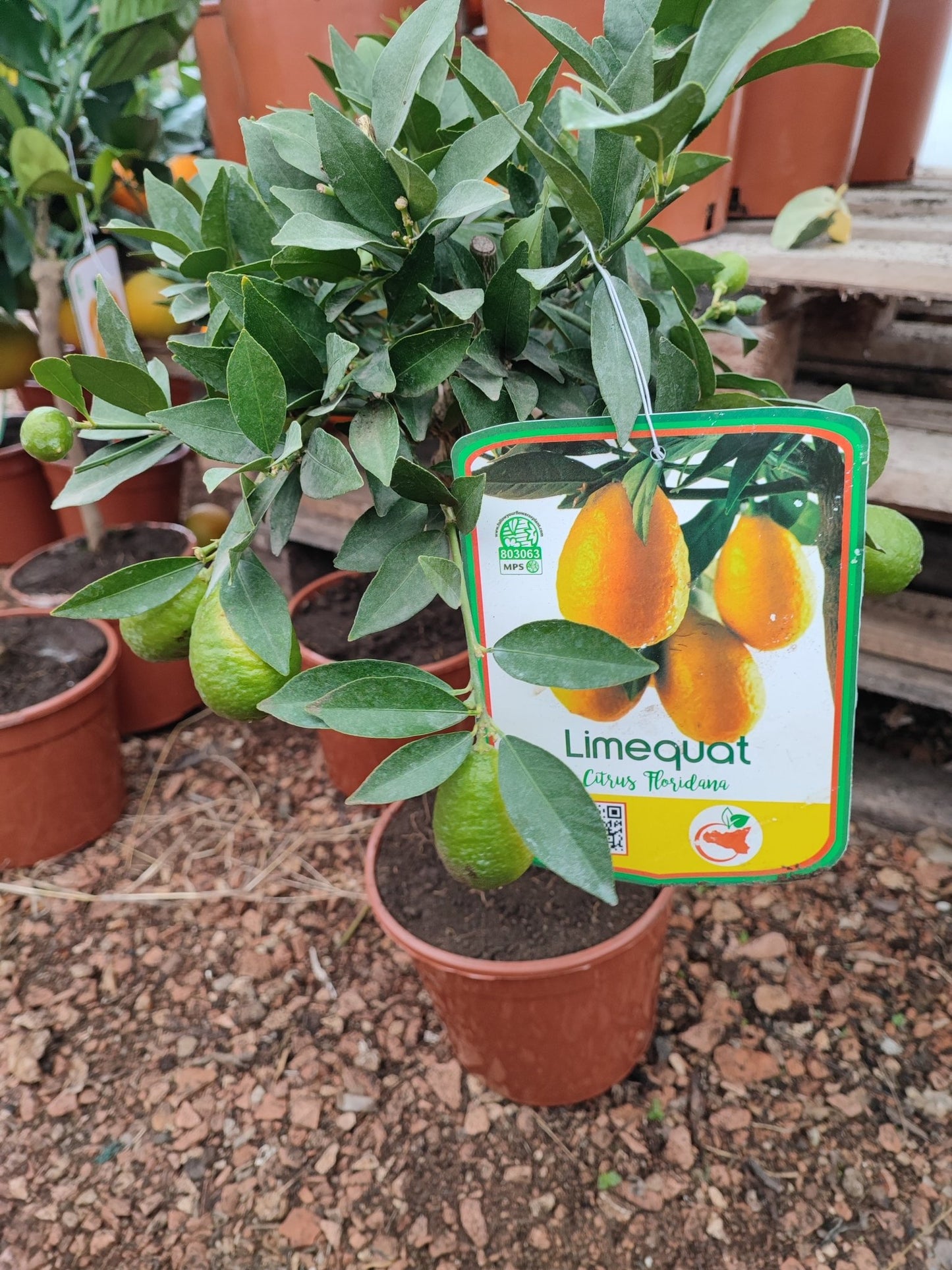 Limequat - Valmaflor#ValmaflorValmaflorLimequat