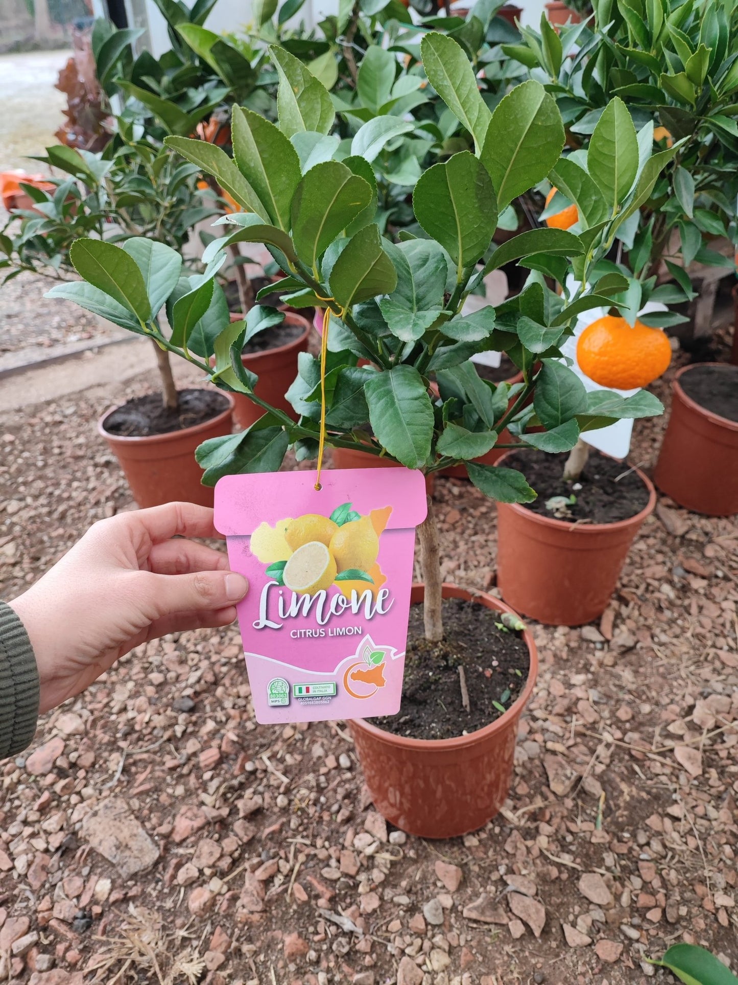 Limone - Valmaflor#ValmaflorValmaflorLimoneVaso 16 h 50 cm