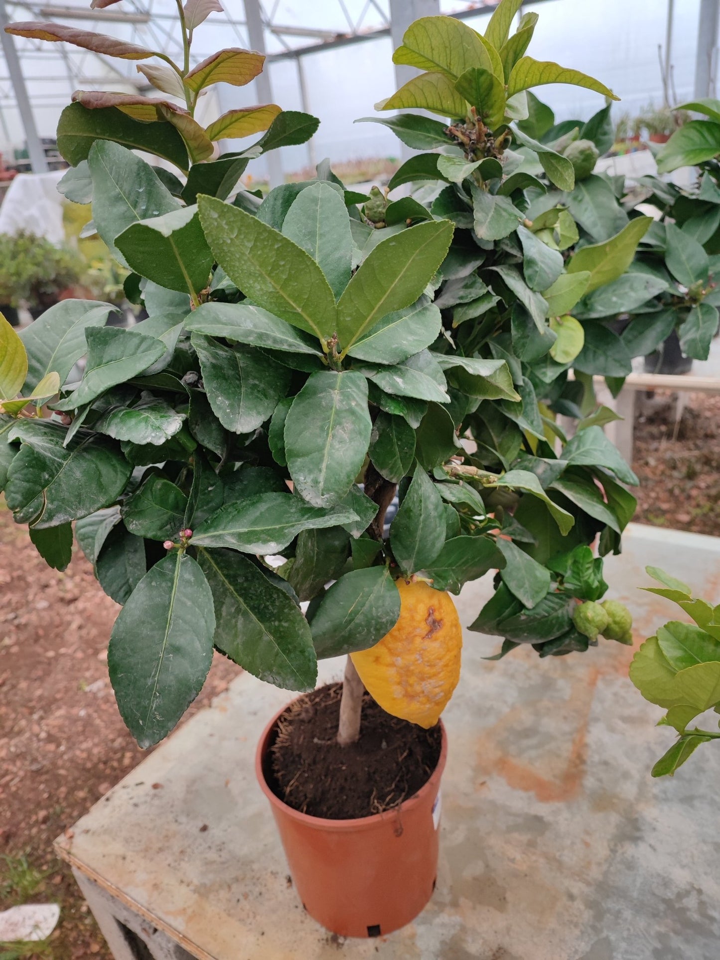 Limone cappuccio - Valmaflor#ValmaflorValmaflorLimone cappuccio