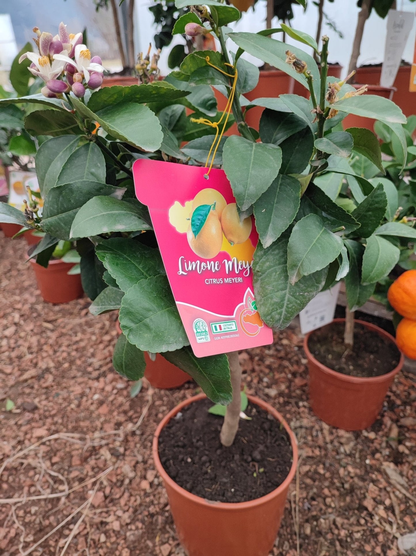 Limone Meyeri - Valmaflor#ValmaflorValmaflorLimone Meyeri - Valmaflor#ValmaflorValmaflorLimone MeyeriVaso 16 cm h 50Vaso 16 cm h 50