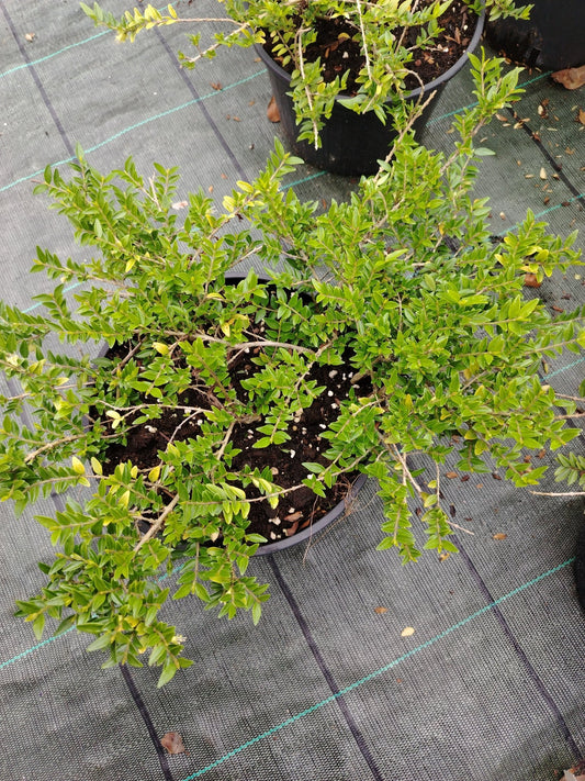 Lonicera pileata - Valmaflor#ValmaflorValmaflorLonicera pileata20