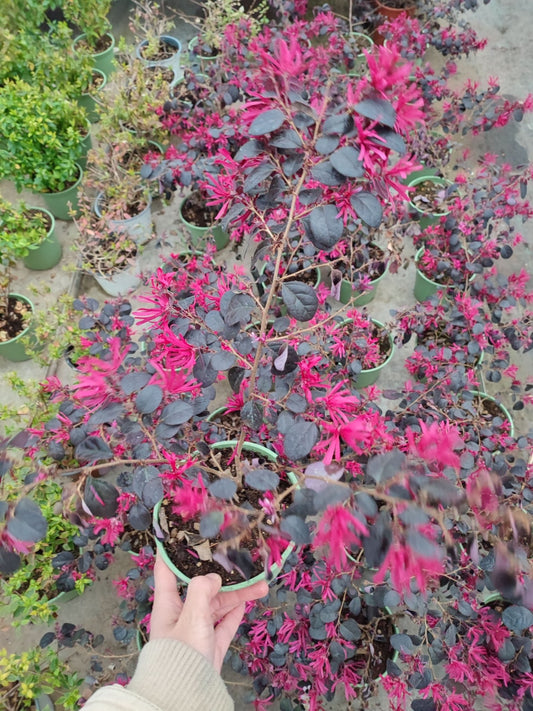 Loropetalum "Black Pearl" - ValmaflorValmaflorValmaflorLoropetalum "Black Pearl" - Valmaflor