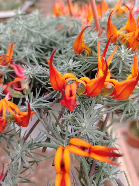 Lotus berthelotii - ValmaflorValmaflorValmaflorLotus berthelotii - ValmaflorValmaflorValmaflorLotus berthelotii