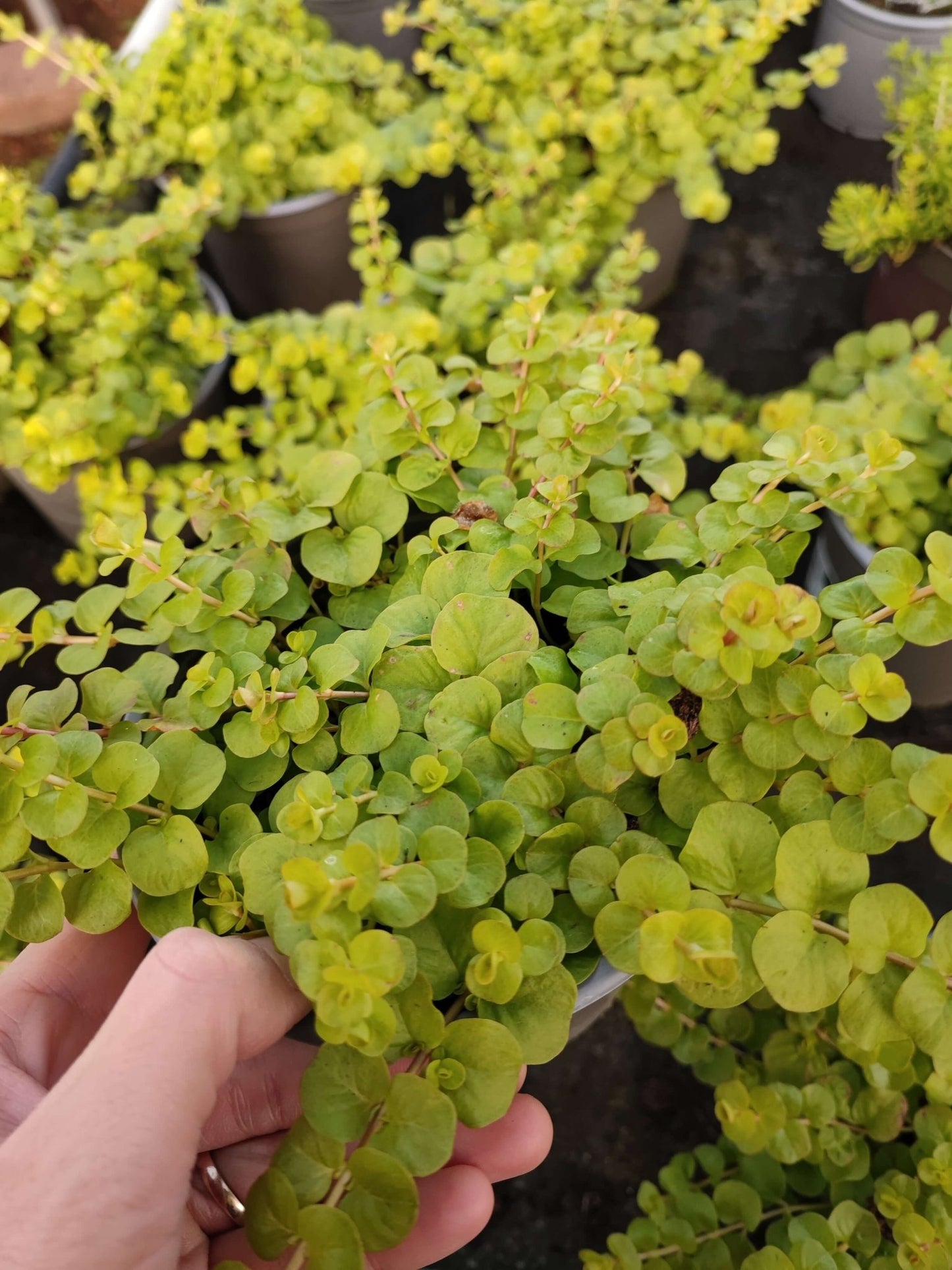 Lysmachia nummularia - ValmaflorValmaflorValmaflorLysmachia nummularia - Valmaflor