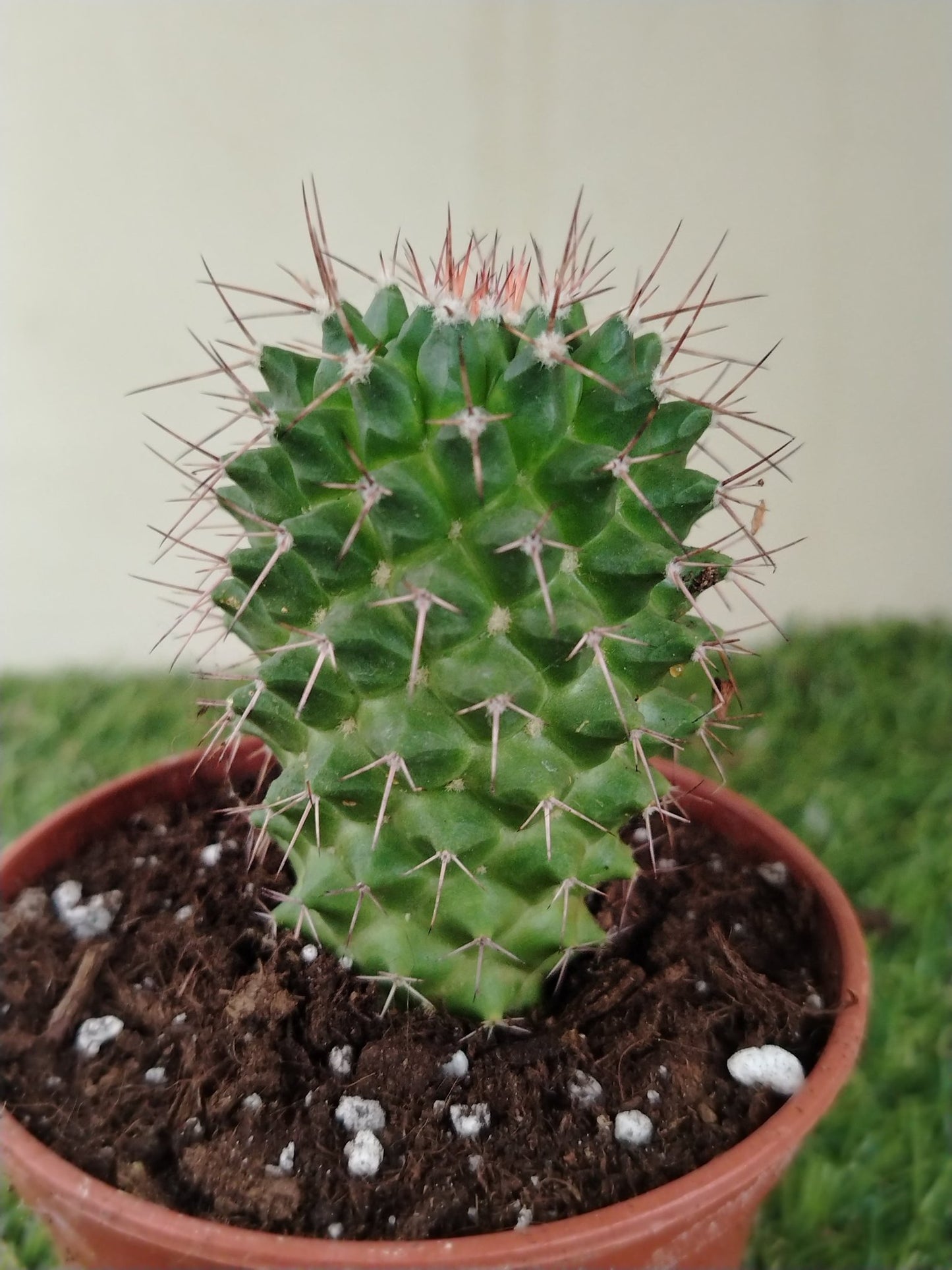 Mammillaria - ValmaflorValmaflorValmaflorMammillaria10 cm