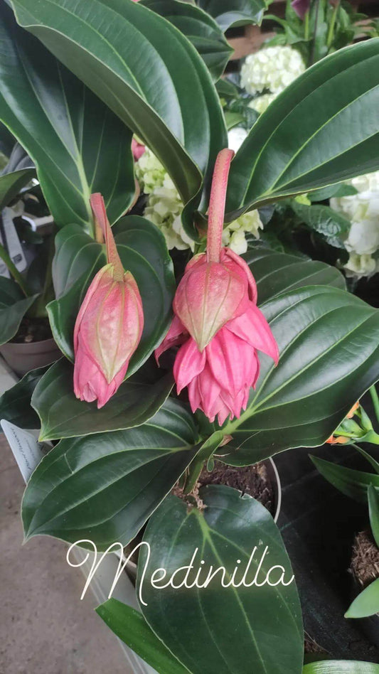 Medinilla magnifica - ValmaflorValmaflorValmaflorMedinilla magnifica - Valmaflor