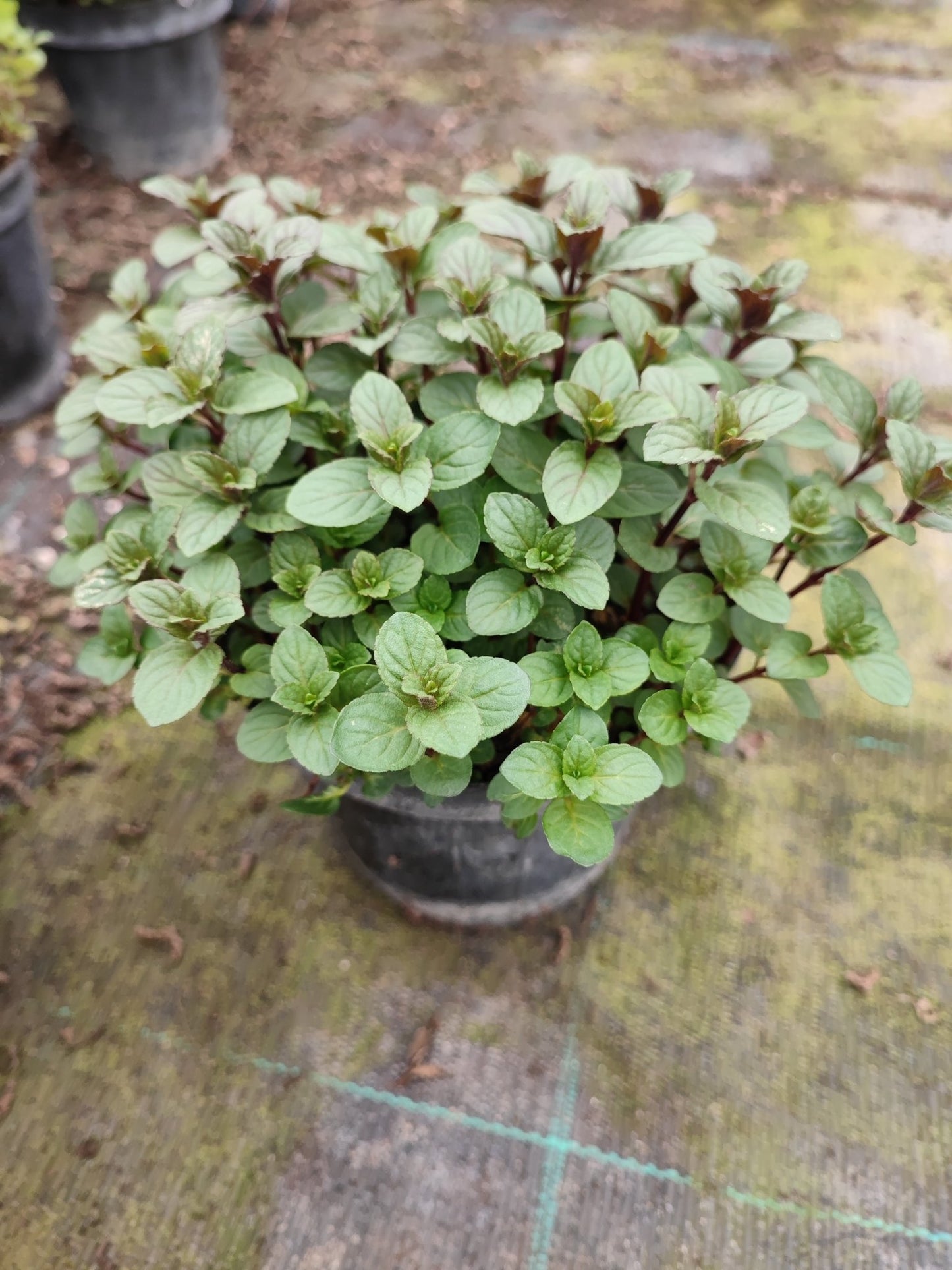 Menta glaciale - Valmaflor#ValmaflorValmaflorMenta glaciale