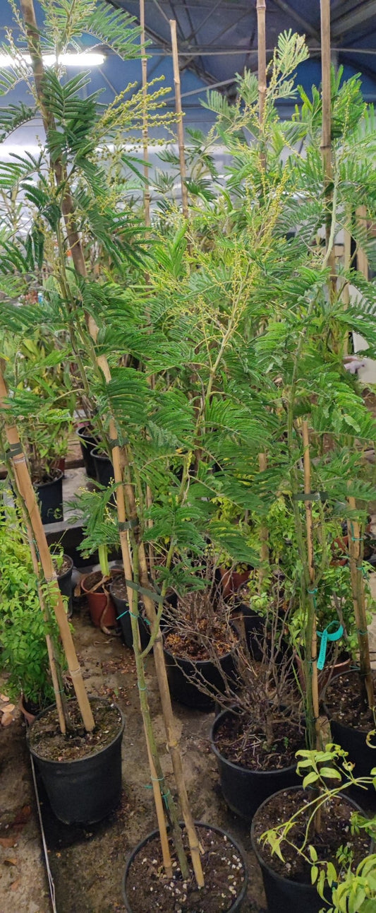 Mimosa - Valmaflor#ValmaflorValmaflorMimosa