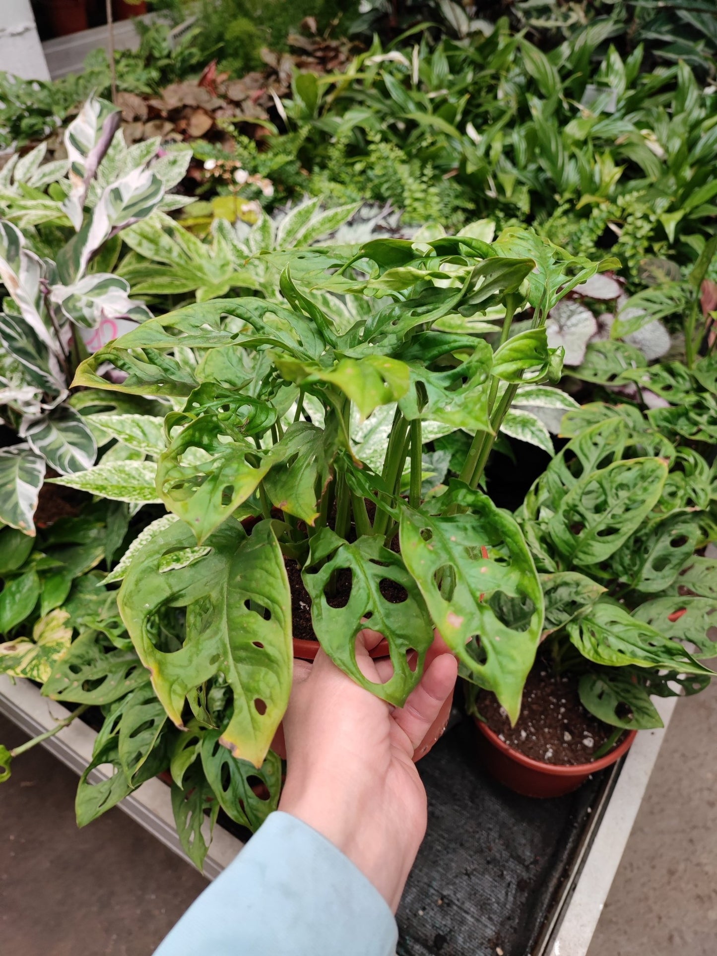 Monstera "Adansonii" - ValmaflorMonstera obliquaValmaflorValmaflorMonstera "Adansonii"17 cmPianta da internoPianta perenne