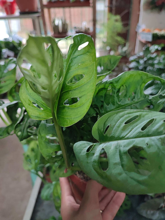 Monstera "Adansonii" - ValmaflorMonstera obliquaValmaflorValmaflorMonstera obliqua - Valmaflor17 cmPianta da internoPianta perenne