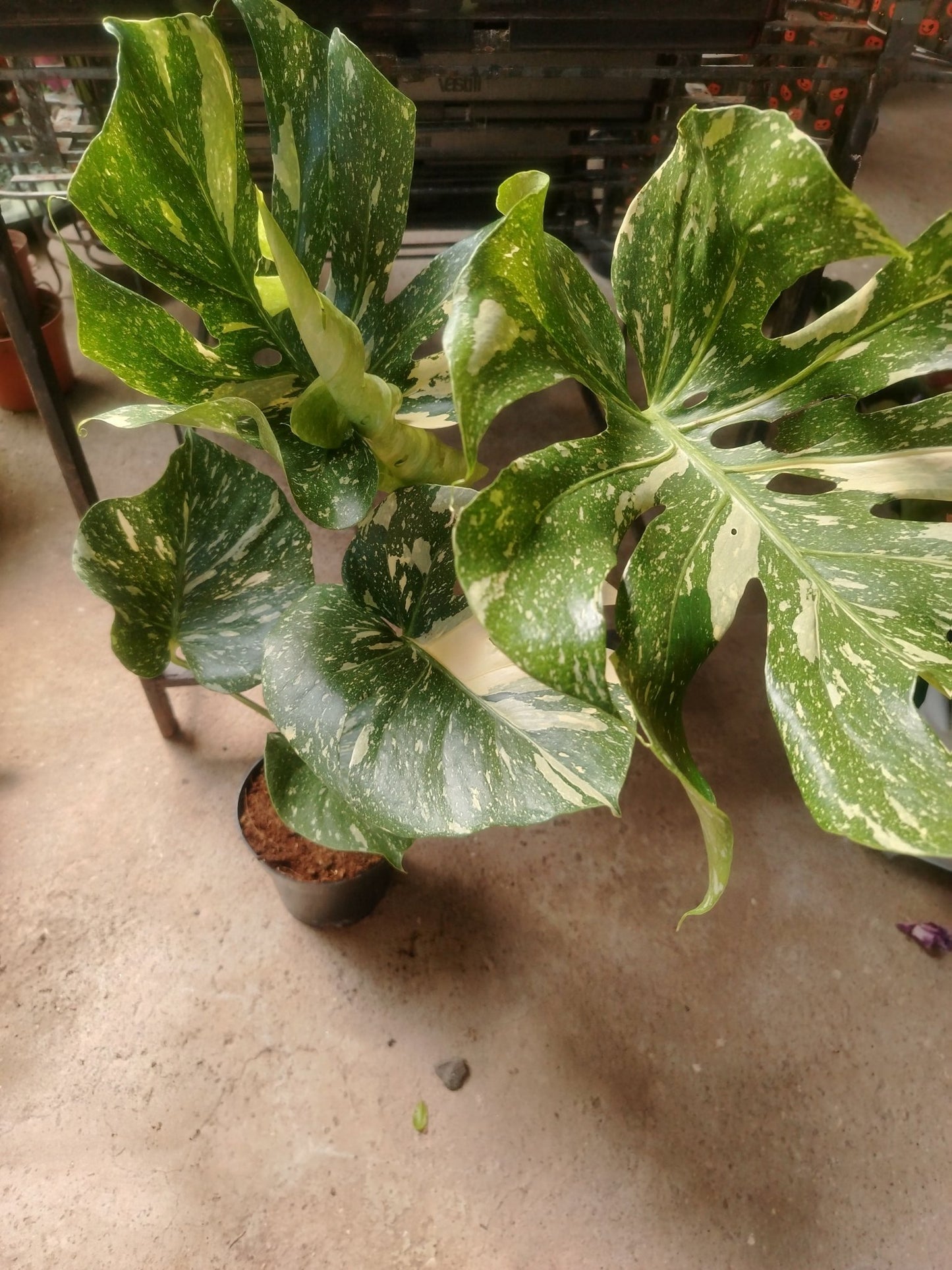 Monstera thai constellation - ValmaflorValmaflorValmaflorMonstera thai constellation17 cm80 cm