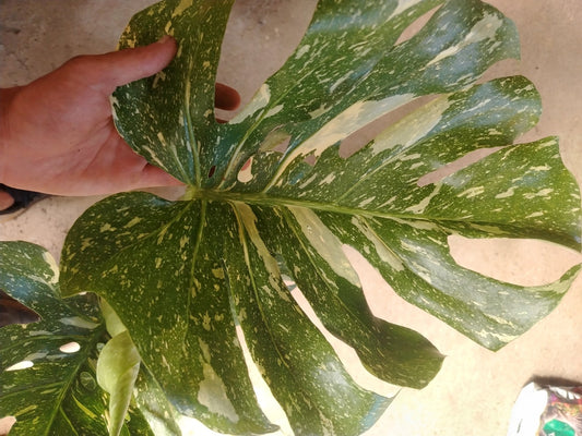 Monstera thai constellation - ValmaflorValmaflorValmaflorMonstera thai constellation17 cm80 cm