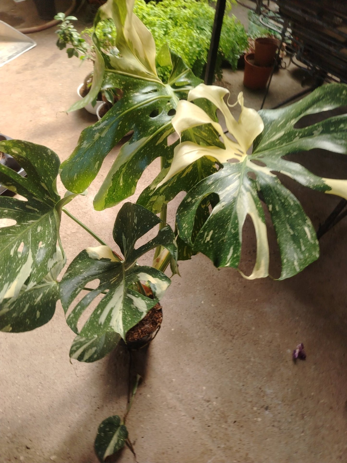 Monstera thai constellation - ValmaflorValmaflorValmaflorMonstera thai constellation17 cm80 cm