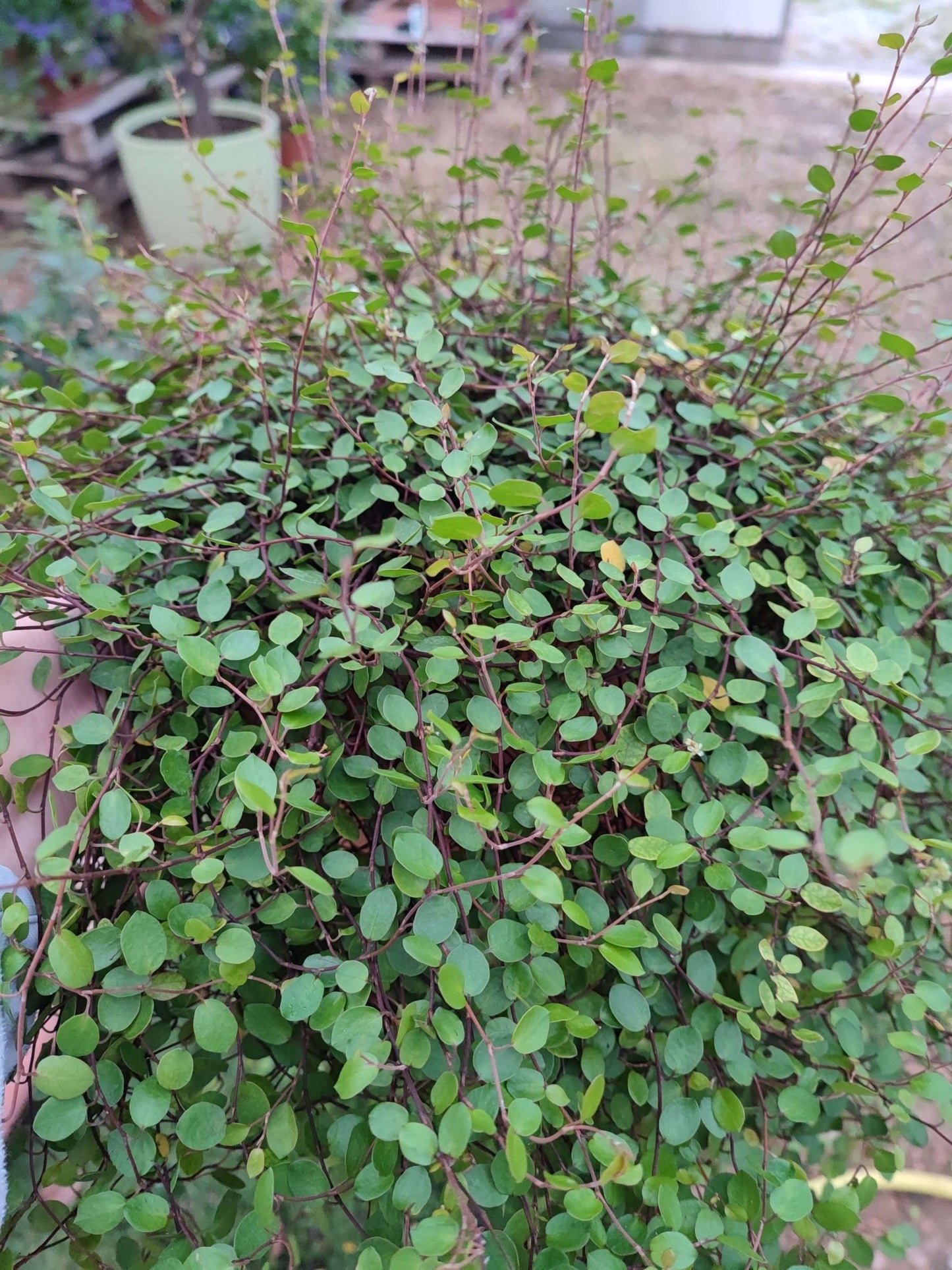 Muehlenbeckia - ValmaflorValmaflorValmaflorMuehlenbeckia - Valmaflor22 cm