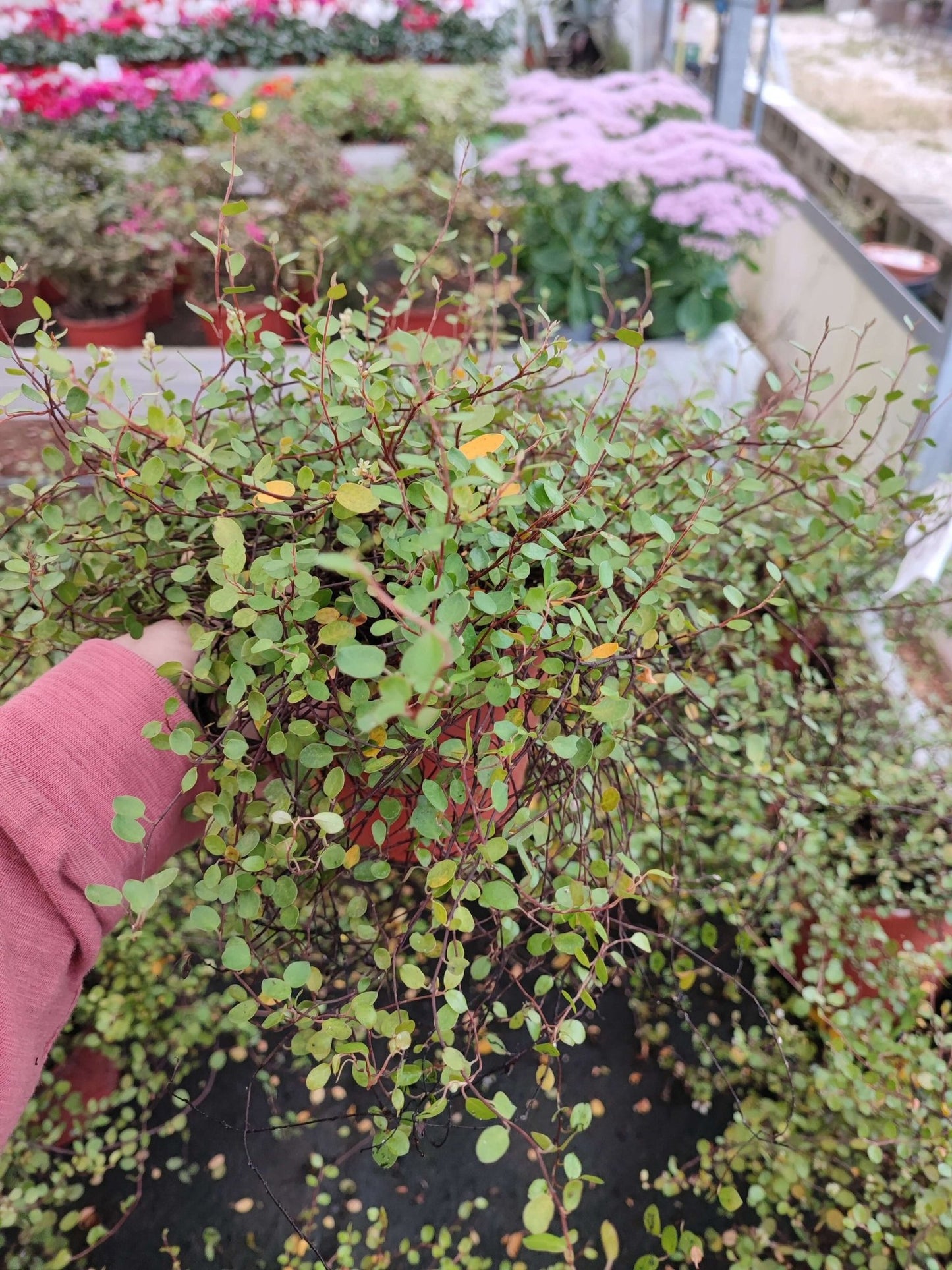 Muehlenbeckia - ValmaflorValmaflorValmaflorMuehlenbeckia - Valmaflor14 cm
