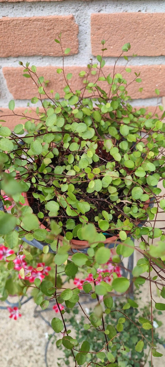 Muehlenbeckia - ValmaflorValmaflorValmaflorMuehlenbeckia - Valmaflor22 cm