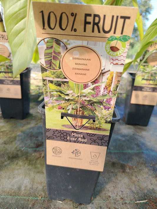 Musa ever red - ValmaflorValmaflorValmaflorMusa ever red15 cm