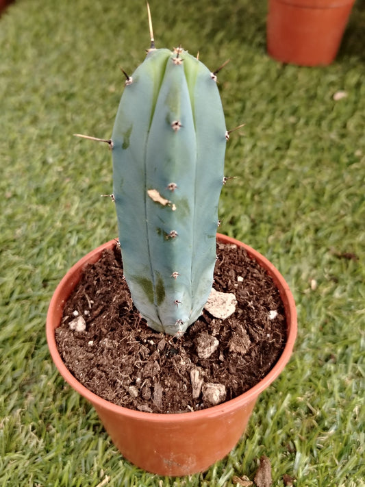 Myrtillocactus - ValmaflorValmaflorValmaflorMyrtillocactus - ValmaflorValmaflorValmaflorMyrtillocactus10 cm10 cm