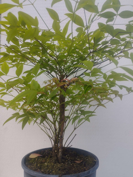 Nandina domestica - ValmaflorNandina domesticaValmaflorValmaflorNandina domestica - Valmaflor22 cm