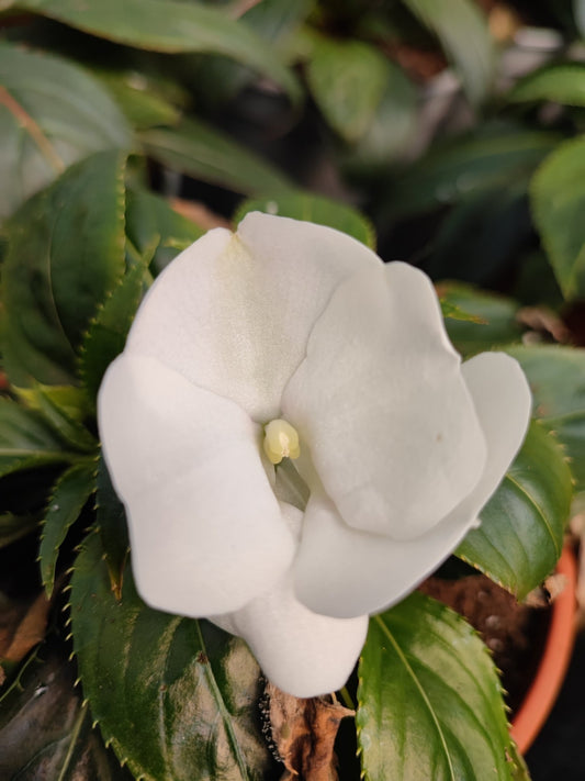 Nuova Guinea da ombra - Valmaflor#ValmaflorValmaflorNuova Guinea da ombraBianco