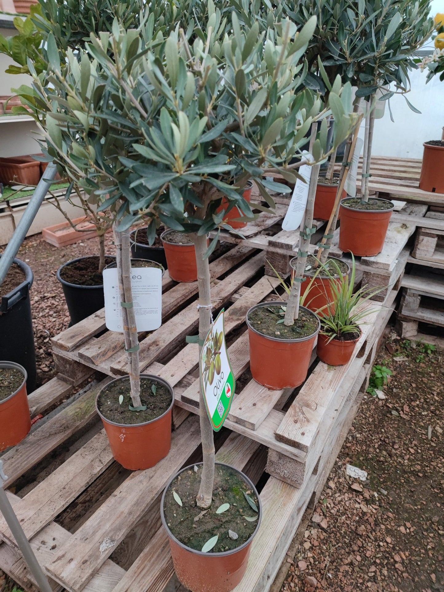 Olivo - Valmaflor#ValmaflorValmaflorOlivo