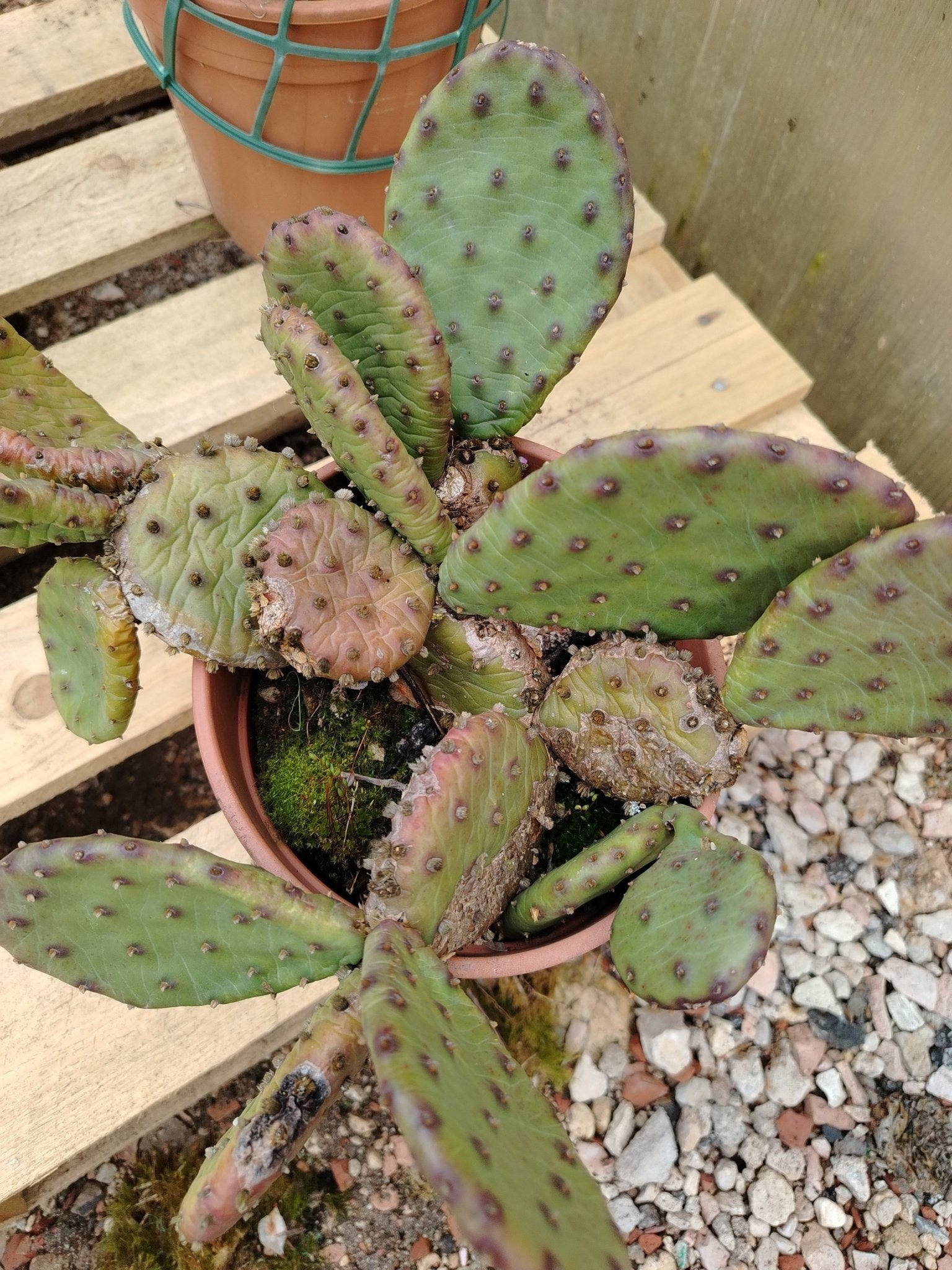 Frutti Del Cactus (chiamati Anche Come L'opunzia Del Fico D'India, Di Opuntia Ficus Indica, Il - Foto 10