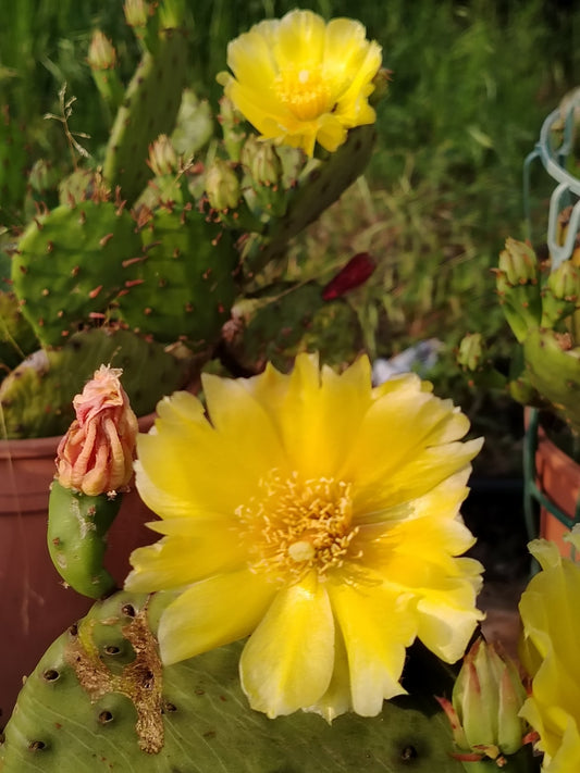Opuntia humifusa (fico d'India) - ValmaflorValmaflorValmaflorOpuntia humifusa (fico d'India)19