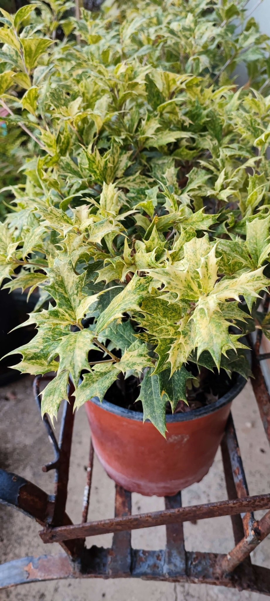 Osmanthus tricolor - ValmaflorValmaflorValmaflorOsmanthus tricolor - Valmaflor22Pianta da esternoPianta perenne