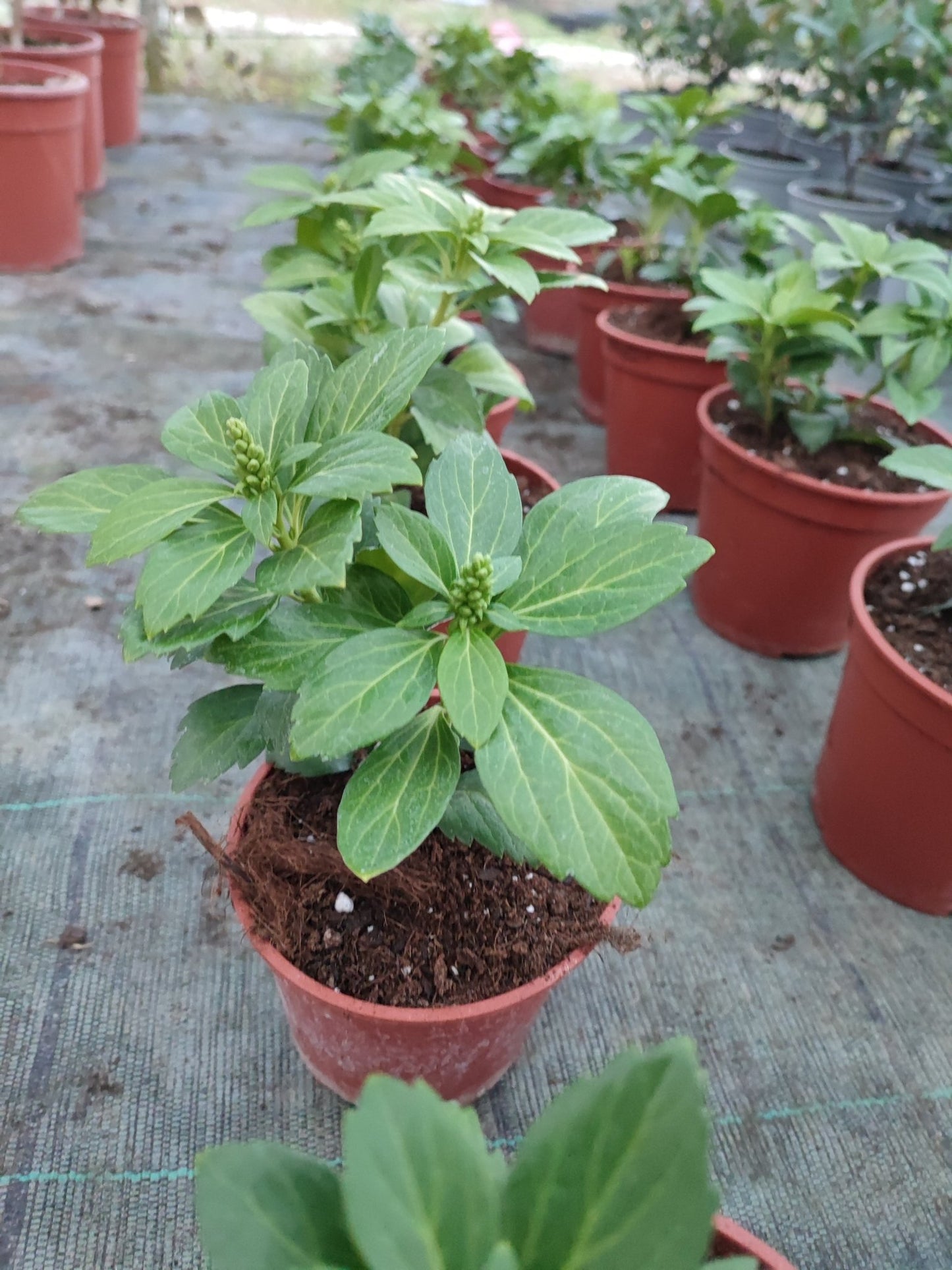 Pachysandra - ValmaflorValmaflorValmaflorPachysandra12 cm