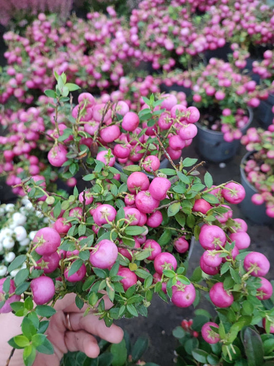 Pernettya - ValmaflorValmaflorValmaflorPernettya - ValmaflorPorpora