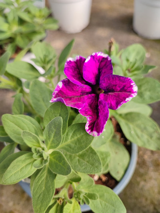 Petunia - ValmaflorValmaflorValmaflorPetunia - ValmaflorValmaflorValmaflorPetuniaFucsiaFucsia