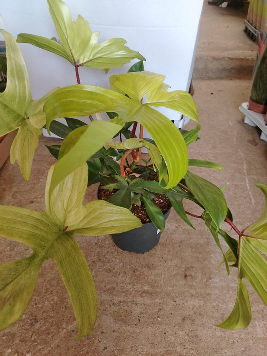 Philodendron florida ghost - ValmaflorValmaflorValmaflorPhilodendron florida ghost19 cm60/70 cm