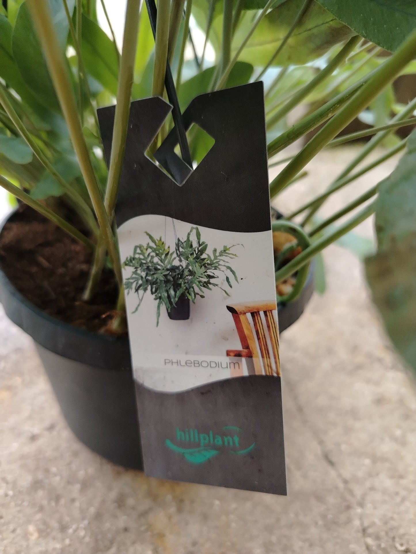 phlebodium aureum - Valmaflor#ValmaflorValmaflorphlebodium aureum