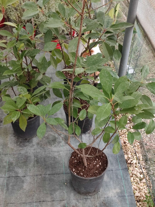 Photina Red Robin - ValmaflorPhotina Red RobinValmaflorValmaflorPhotina Red Robin - Valmaflor